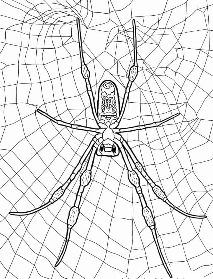 Good Spider Mandala Coloring Page Mandalas