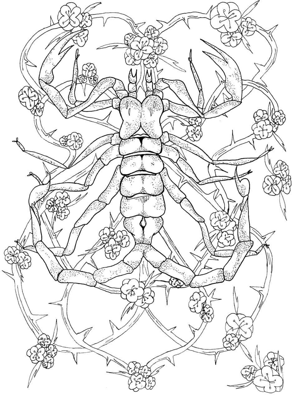 Normal Scorpion Mandala Coloring Page Mandalas