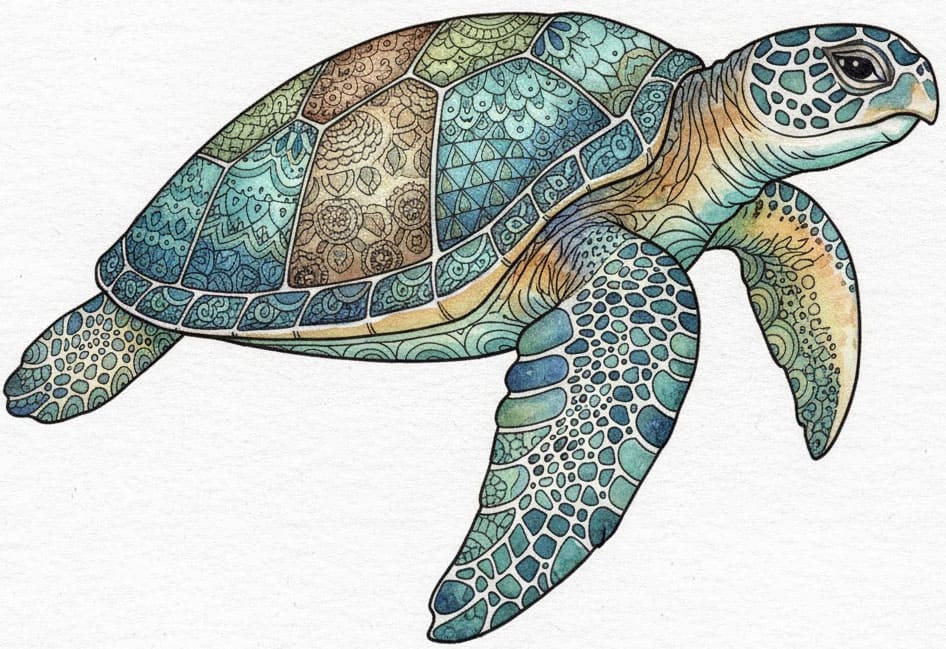 Patterned Shell Sea Turtle Zen Mandala Template Mandalas